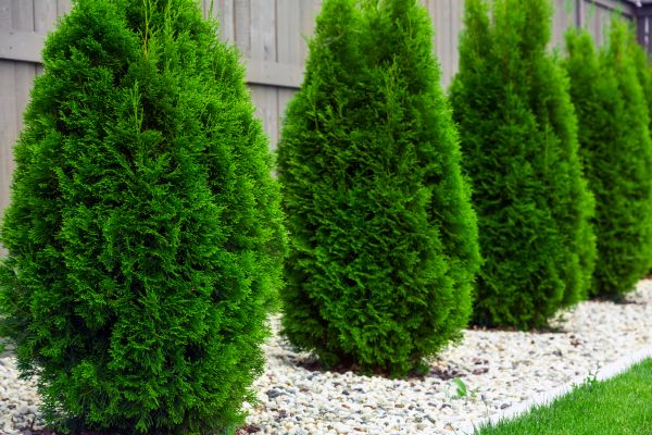 Arborvitae Planting in Valrico