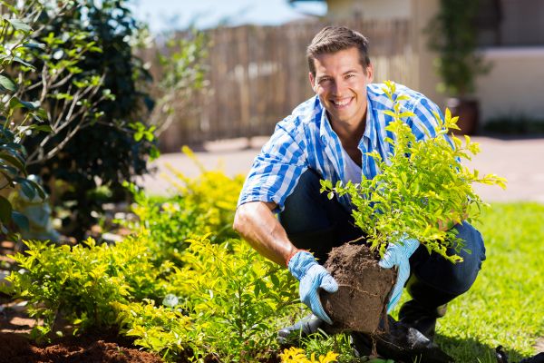 Bush Planting Service in Valrico