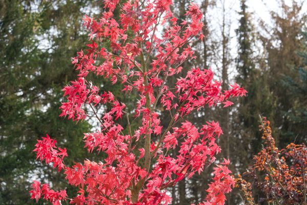 Japanese Maple Planting in Valrico