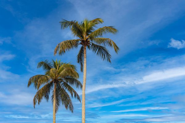Palm Tree Planting in Valrico