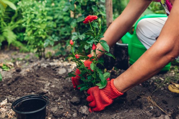 Planting Service in Valrico