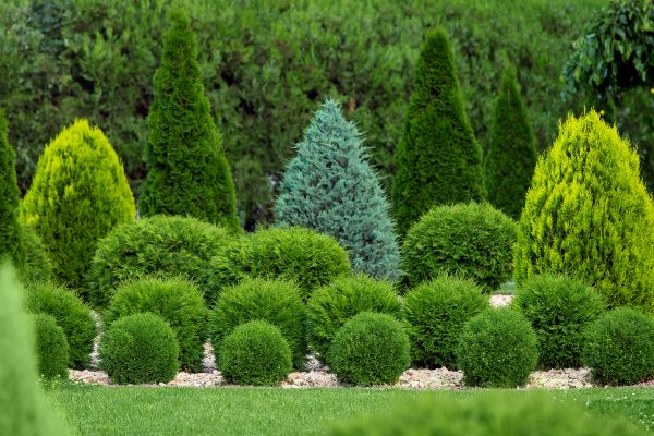 Shrub Replacement in Valrico