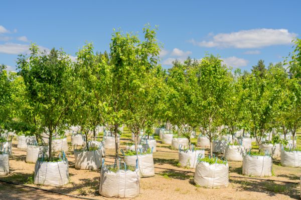 Tree Planting Service in Valrico