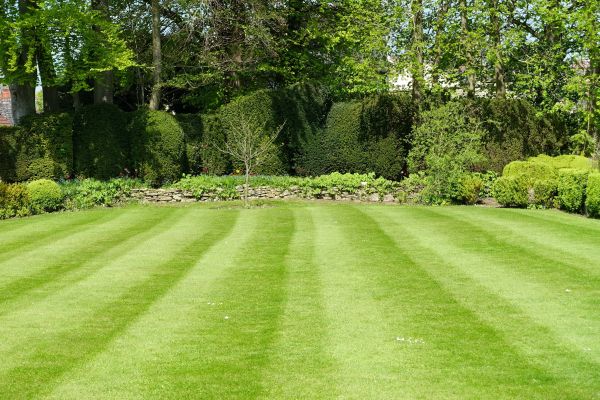 Lawn Renovation in Valrico