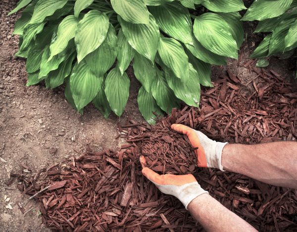 Shredded Mulch Service in Valrico