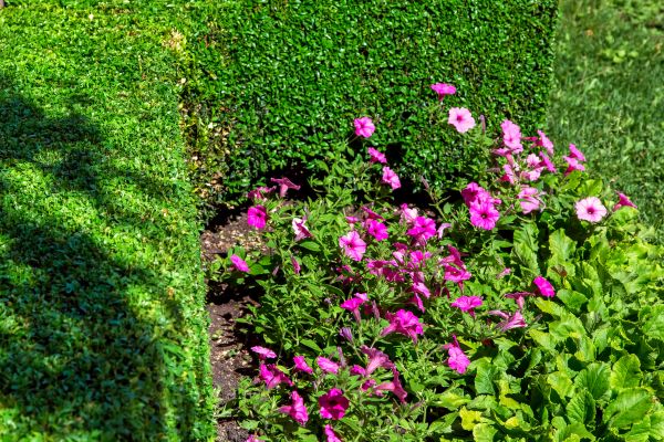 Softscaping Service in Valrico