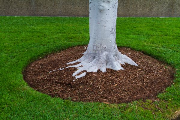 Brown Mulch Installation in Valrico