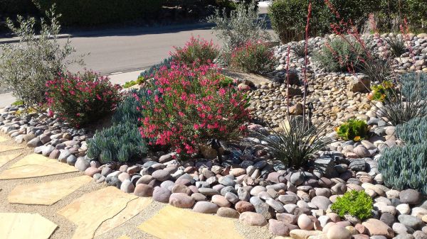 Xeriscape Landscaping in Valrico