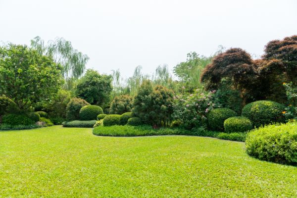 Tree Landscaping in Valrico