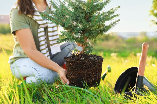 Spruce Tree Planting in Valrico