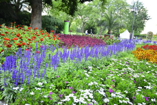 Perennials Planting in Valrico