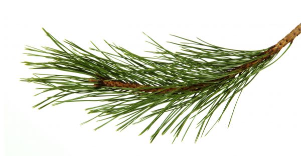 Pine Needles Installation in Valrico