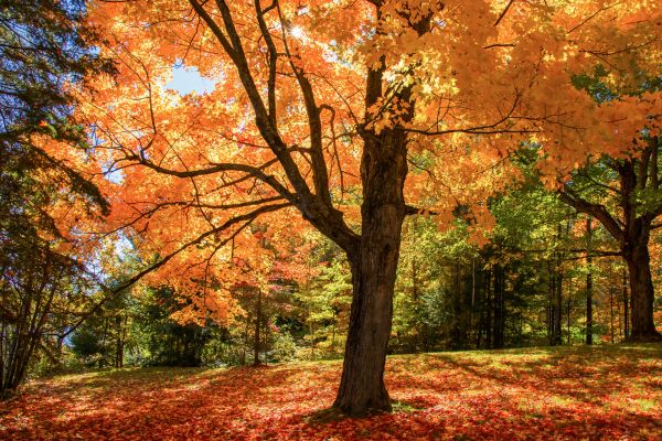 Maple Tree Planting in Valrico