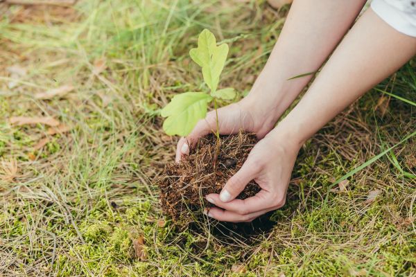 Oak Tree Planting in Valrico