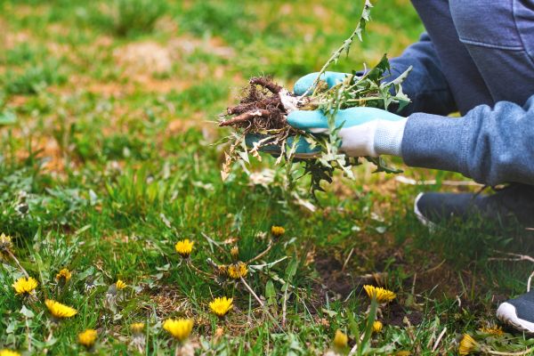 Flower Bed Clearing in Valrico