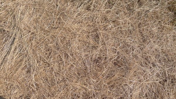 Pine Straw Replacement in Valrico