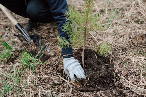 Pine Tree Planting in Valrico