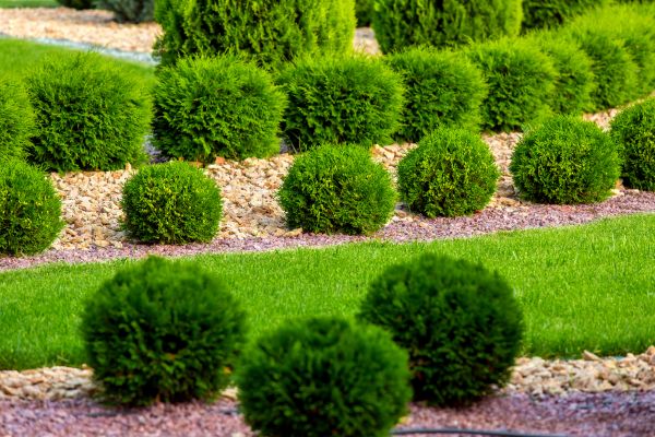 Bush Replacement in Valrico