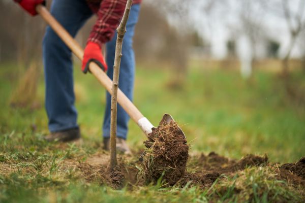 Trees Planting in Valrico