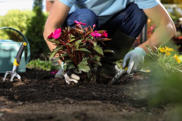 Plant Replacement in Valrico