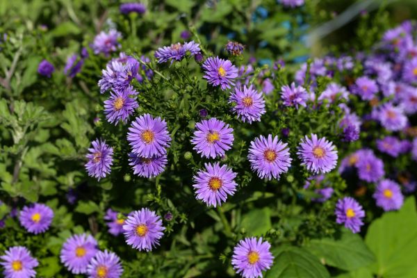 Perennial Flower Planting in Valrico