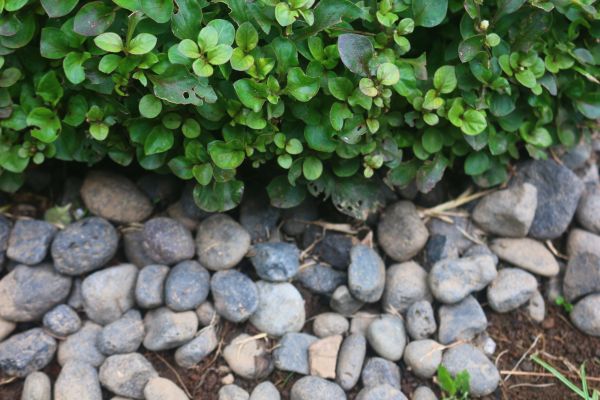 River Stone Installation in Valrico