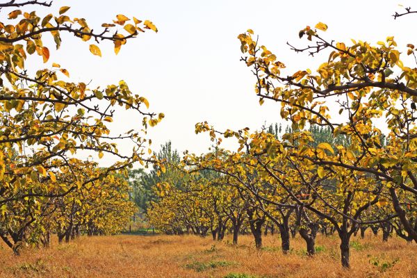 Pear Tree Planting in Valrico
