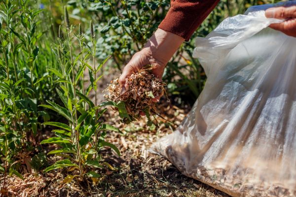 Wood Mulch Installation in Valrico
