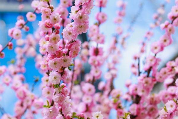 Japanese Cherry Tree Planting in Valrico