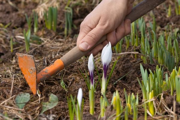 Flower Garden Weeding in Valrico