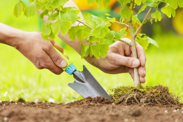 Fruit Tree Planting in Valrico