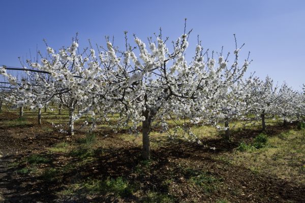Orchard Planting in Valrico