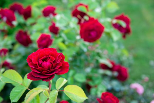 Rose Planting in Valrico