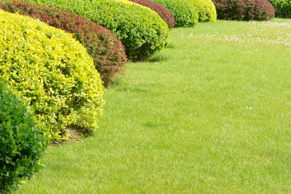 Shrubbery Planting in Valrico