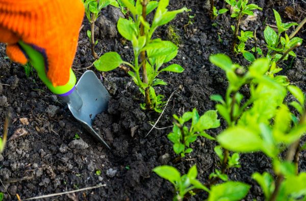 Hydrangea Planting in Valrico