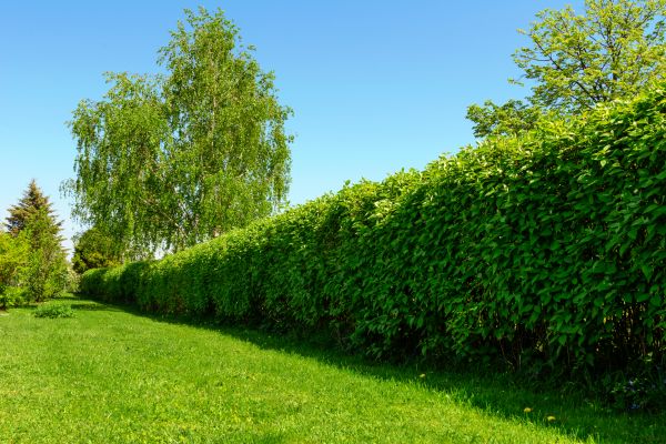 Hedge Replacement in Valrico