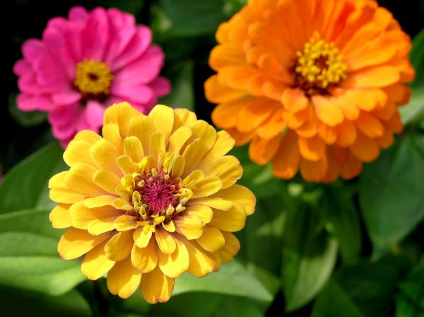 Zinnia Planting in Valrico