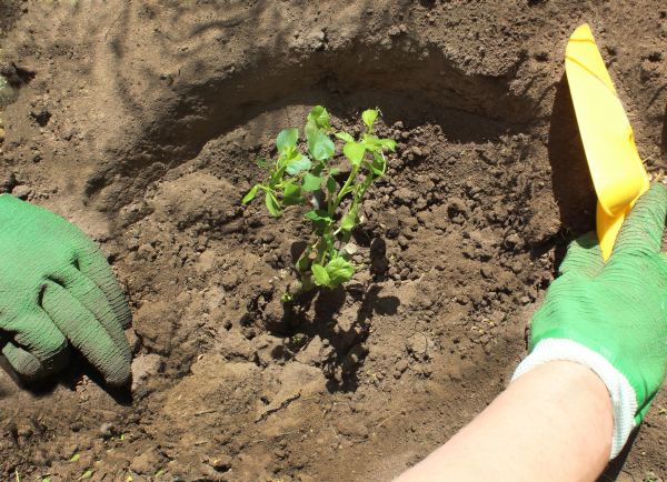 Rose Bush Planting in Valrico