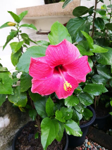 Hibiscus Planting in Valrico