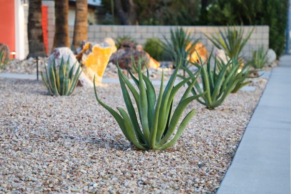 Drought Resistant Landscaping in Valrico