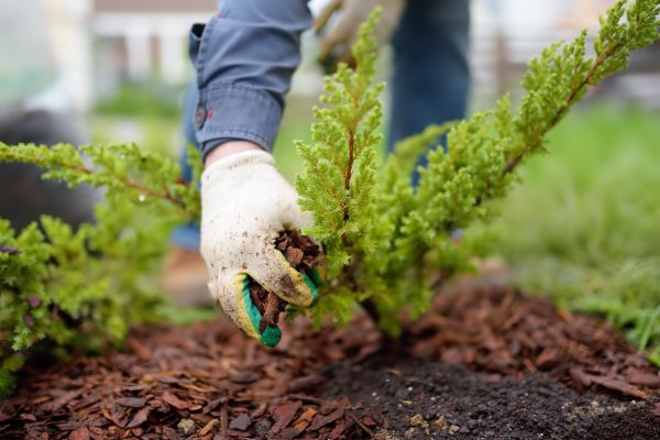 Church Mulching in Valrico