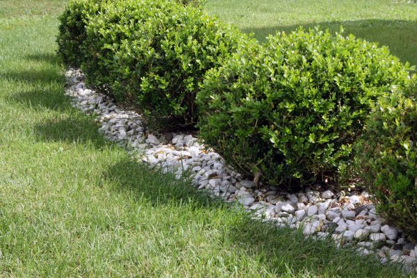 Boxwood Planting in Valrico