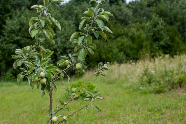 Apple Tree Planting in Valrico