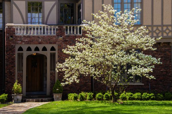 Dogwood Tree Planting in Valrico