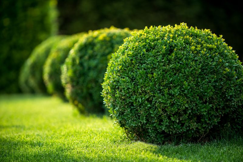 Shrub Care Service